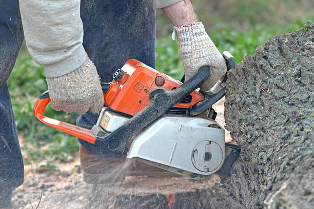 Best Storm Damage Tree Cleanup  in Amsterdam, NY